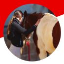 Grafica Team Horse con una donna che abbraccia un cavallo pezzato