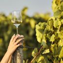 Ragazza tiene in mano calice di Trebbiano D'Abruzzo della Tenuta Trium di Notaresco Teramo
