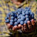 Grappolo di uva Montepulciano d'Abruzzo tenuto tra le mani