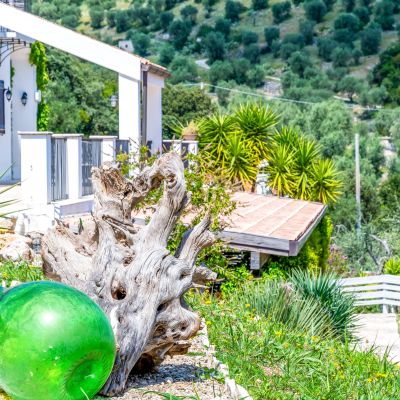Giardino dello Shanti B&B con ulivo, piante e damigiana verde