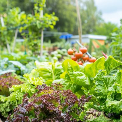Insalata dell'orto Mamagio a Mosciano Sant'Angelo Teramo Abruzzo
