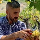 Ragazzo raccoglie uva Trebbiano D'Abruzzo Tenuta Trium Notaresco Teramo Abruzzo