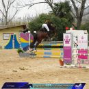 Amazzone con cavallo baio durante il salto di un ostacolo giallo e blu