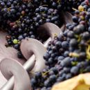 Uva Montepulciano raccolta in cassetta Tenuta Trium Notaresco Teramo