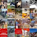 Feed Instagram Team Horse con iscrizioni, attività equestri e vita in maneggio