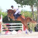 Amazzone con cavallo sauro supera un ostacolo rosa durante una gara all'aperto