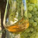 Calice vino bianco tra uva Tenuta Trium Notaresco Teramo
