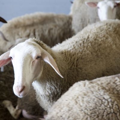 Pecore della Filiera della Laga raccolte nella stalla