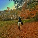 Cavaliere durante una passeggiata in un bosco dai colori autunnali