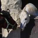Due cavalli affacciati da una finestra in pietra del Maneggio Team Horse