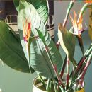Fiori di strelitzia e grandi foglie verdi in un vaso