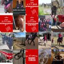 Feed Instagram Team Horse con allenamenti, attività in maneggio e comunicazioni agli iscritti