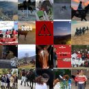 Feed Instagram Team Horse con eventi equestri, attività di gruppo e auguri per il 2024