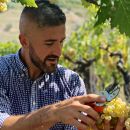 Raccolta di un grappolo di Trebbiano d'Abruzzo nel vigneto di Tenuta Trium