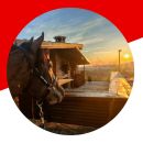 Grafica con cavalli al tramonto nelle scuderie del Maneggio Team Horse