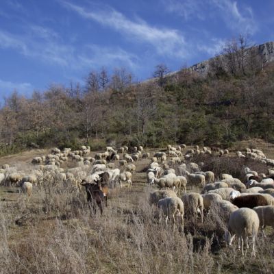 Gregge al pascolo su un pendio dei Monti della Laga