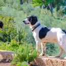 Esterni La Posta del Guardiano Country House a Vieste nel Gargano