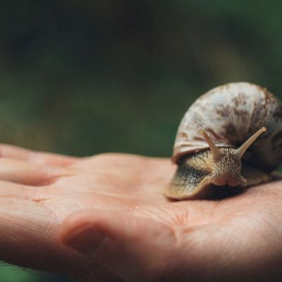 Piccola chiocciola appoggiata sul palmo di una mano
