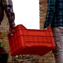 Ragazzi portano cassetta rossa di uva Tenuta Trium Notaresco Teramo Abruzzo numero 3