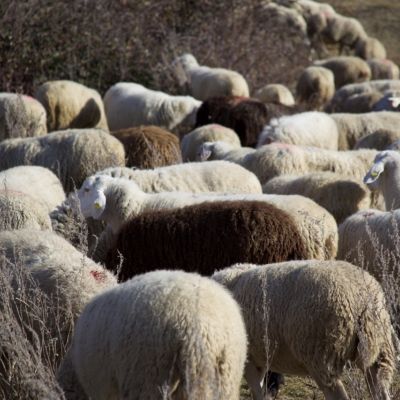Pecore al pascolo nel territorio dei Monti della Laga