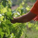 Ragazzo durante potatura vite vigna Montepulciano D'Abruzzo Tenuta Trium