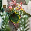 Anthurium rosso in un vaso sospeso tra il verde