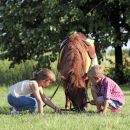 Bambini accarezzano un cavallo sdraiato nel prato durante un'attività al maneggio