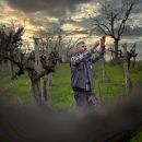 Potatore pota vigna Tenuta Trium Notaresco Teramo Abruzzo