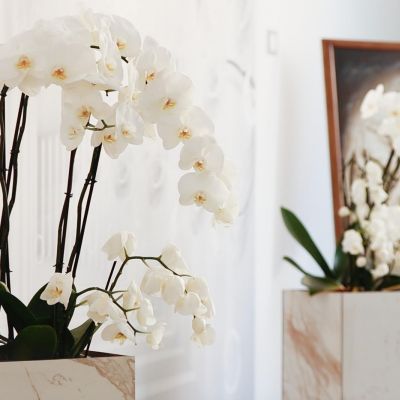 Orchidee bianche nell'area interna della casa funeraria