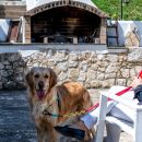 Cane sulla terrazza in pietra dello Shanti B&B di Vieste