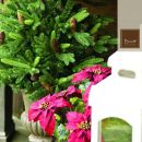 Abete verde con stelle di Natale rosse