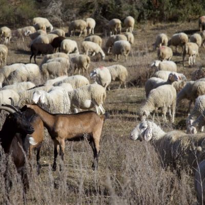 Gregge della Filiera della Laga al pascolo con altri animali